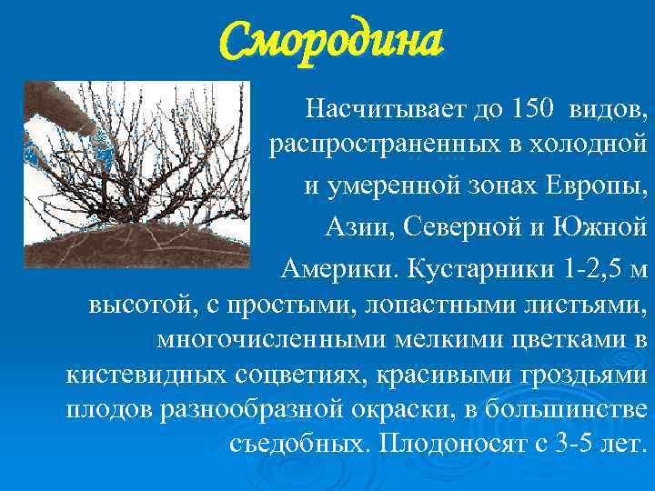 Смородина Насчитывает до 150 видов, распространенных в холодной и умеренной зонах Европы, Азии, Северной