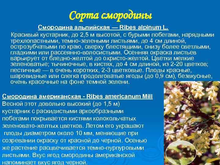 Сорта смородины Смородина альпийская — Ribes alpinum L. Красивый кустарник, до 2, 5 м