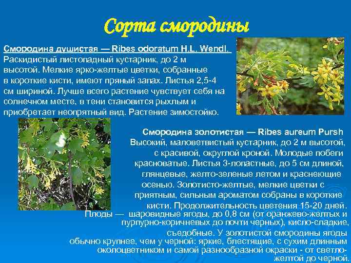 Сорта смородины Смородина душистая — Ribes odoratum H. L. Wendl. Раскидистый листопадный кустарник, до