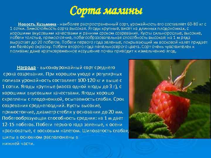 Сорта малины Новость Кузьмина наиболее распространенный сорт, урожайность его составляет 60 -80 кг с