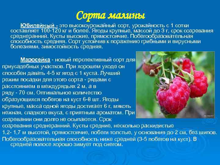 Сорта малины Юбилейный - это высокоурожайный сорт, урожайность с 1 сотки составляет 100 120