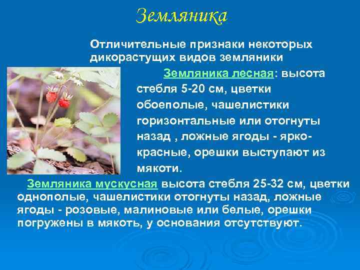 Земляника Отличительные признаки некоторых дикорастущих видов земляники Земляника лесная: высота стебля 5 -20 см,