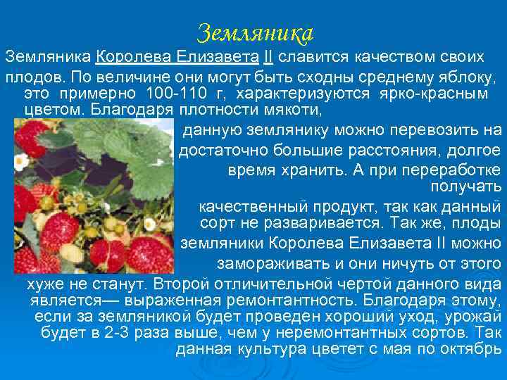Земляника Королева Елизавета II славится качеством своих плодов. По величине они могут быть сходны