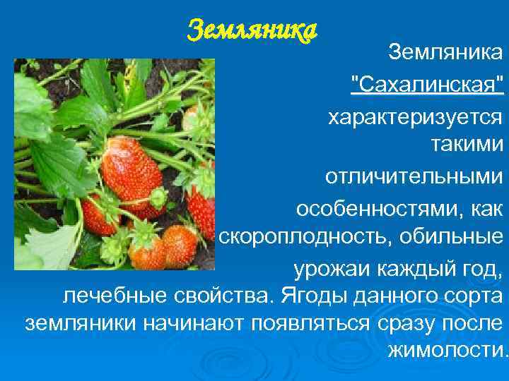 Земляника "Сахалинская" характеризуется такими отличительными особенностями, как скороплодность, обильные урожаи каждый год, лечебные свойства.