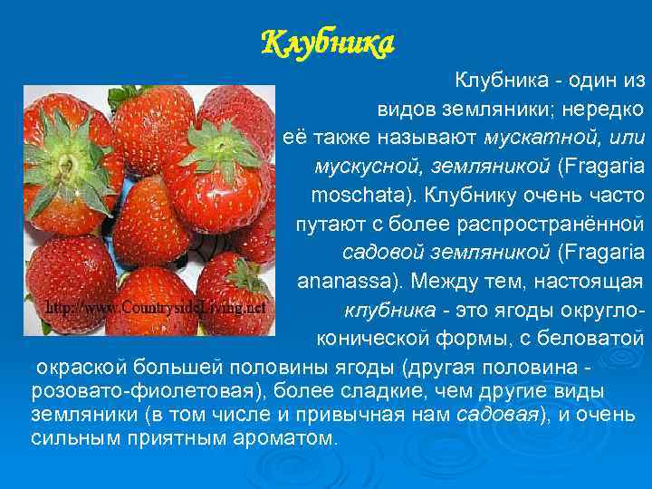 Клубника один из видов земляники; нередко её также называют мускатной, или мускусной, земляникой (Fragaria