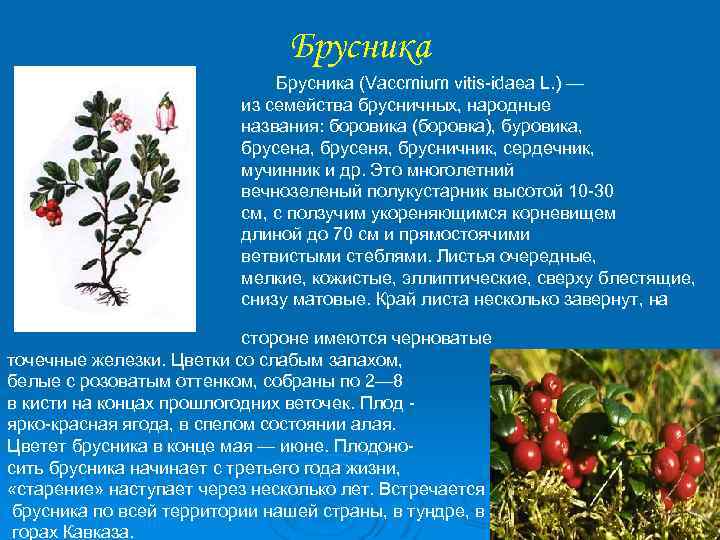Брусника Брусника (Vaccmium vitis idaea L. ) — из семейства брусничных, народные названия: боровика