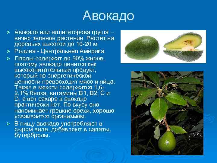 Авокадо фрукт или овощ или ягода. Авокадо презентация. Авокадо описание. Рассказ про авокадо. Авокадо это фрукт или овощ.