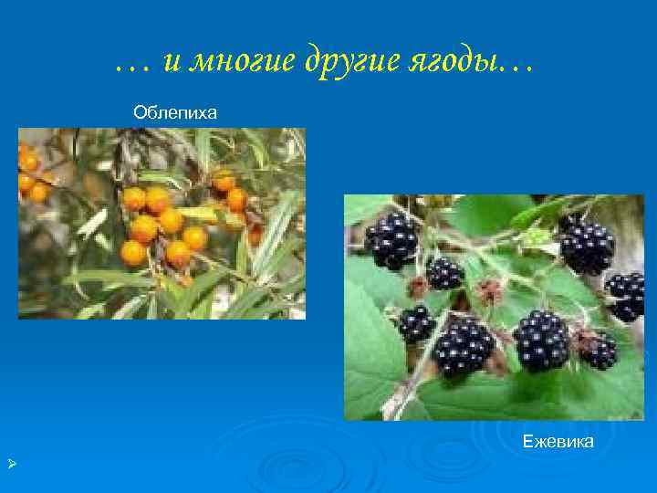 … и многие другие ягоды… Облепиха Ежевика Ø 