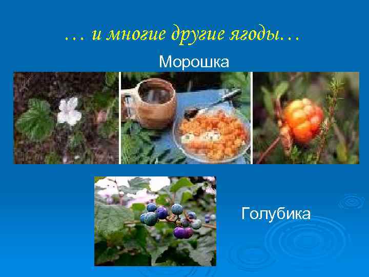 … и многие другие ягоды… Морошка Голубика 
