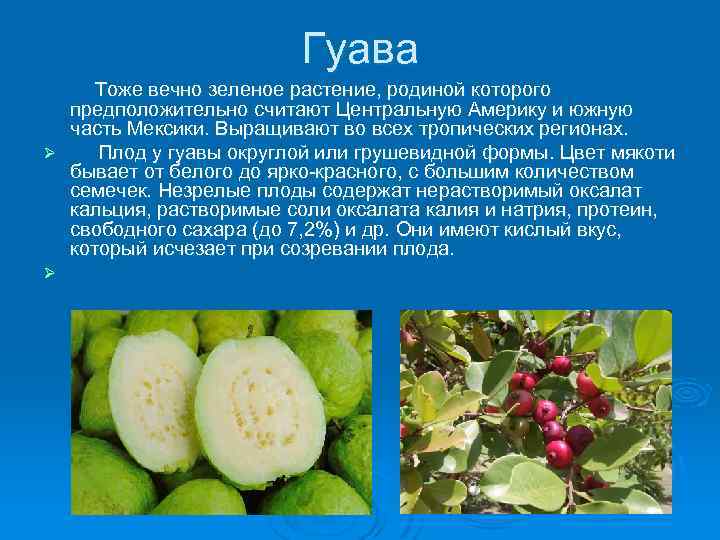 Гуава Тоже вечно зеленое растение, родиной которого предположительно считают Центральную Америку и южную часть