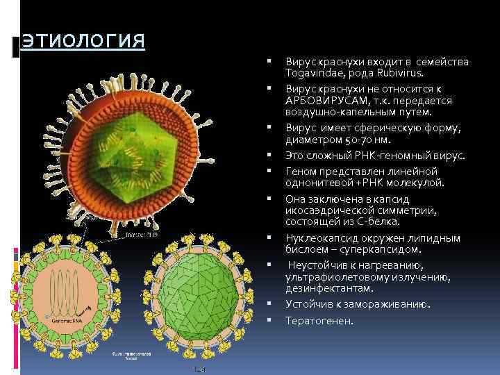 этиология Вирус краснухи входит в семейства Togaviridae, рода Rubivirus. Вирус краснухи не относится к