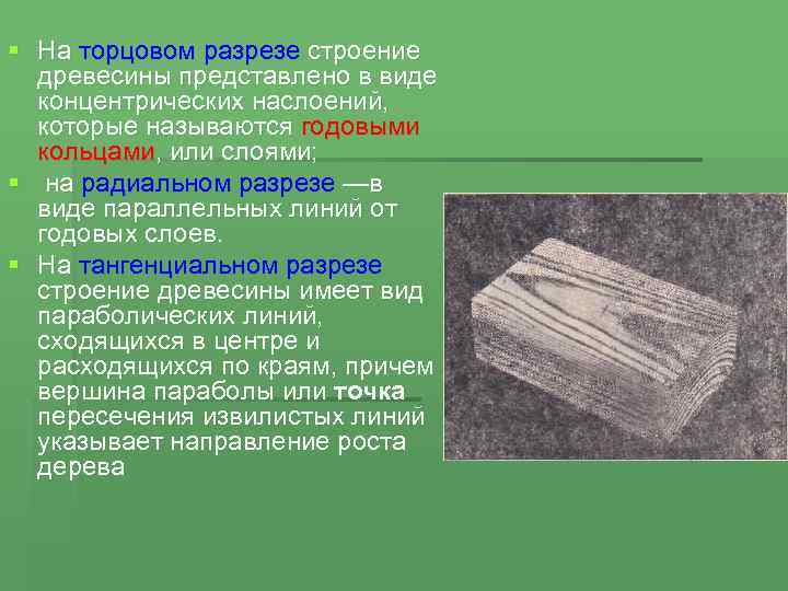 § На торцовом разрезе строение древесины представлено в виде концентрических наслоений, которые называются годовыми