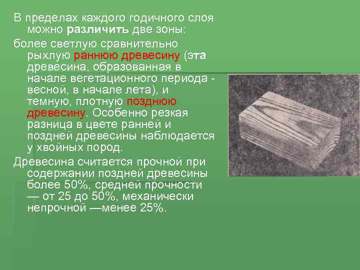 Образовавшейся древесины. Поздняя древесина. Поздняя древесина формируется. Поздняя древесина это в биологии. Размер клетки древесины весной.