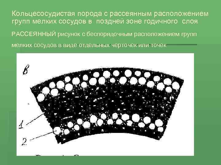 Кольцесосудистая порода с рассеянным расположением групп мелких сосудов в поздней зоне годичного слоя РАССЕЯННЫЙ