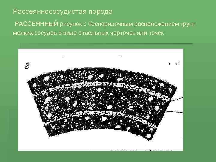 Рассеяннососудистая порода РАССЕЯННЫЙ рисунок с беспорядочным расположением групп мелких сосудов в виде отдельных черточек