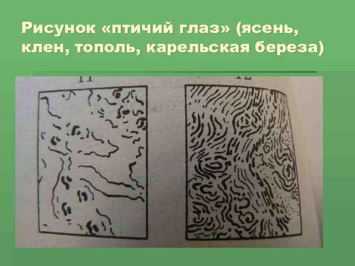 Рисунок «птичий глаз» (ясень, клен, тополь, карельская береза) 