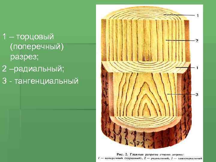 Разрез дерева рисунок