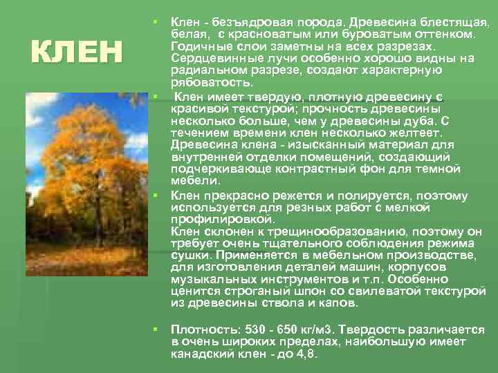 Свойства древесины иноземных деревьев. Клен характеристика. Клен характеристика дерева. Клен древесина характеристики. Качества древесины клена.