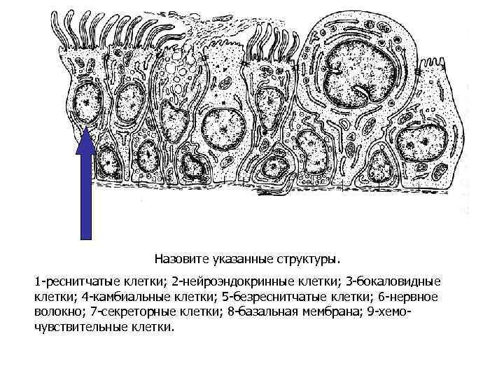 Назовите указанные структуры. 1 -реснитчатые клетки; 2 -нейроэндокринные клетки; 3 -бокаловидные клетки; 4 -камбиальные