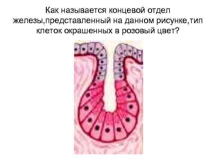 Как называется концевой отдел железы, представленный на данном рисунке, тип клеток окрашенных в розовый