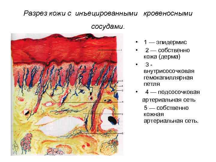 Разрез кожи с инъецированными кровеносными сосудами. • 1 — эпидермис • 2 — собственно