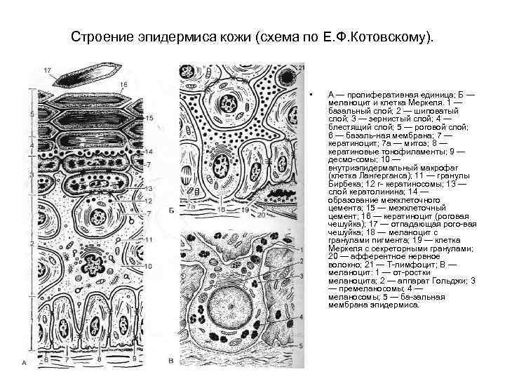 Строение эпидермиса кожи (схема по Е. Ф. Котовскому). • А — пролиферативная единица; Б