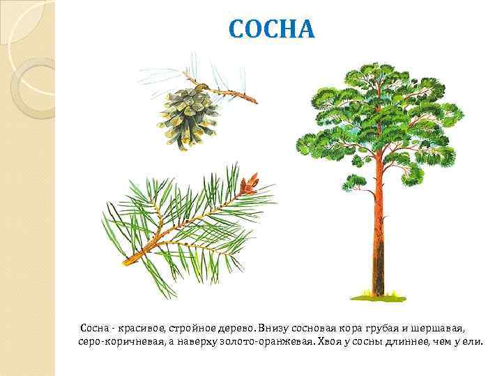 1с табличная часть как дерево