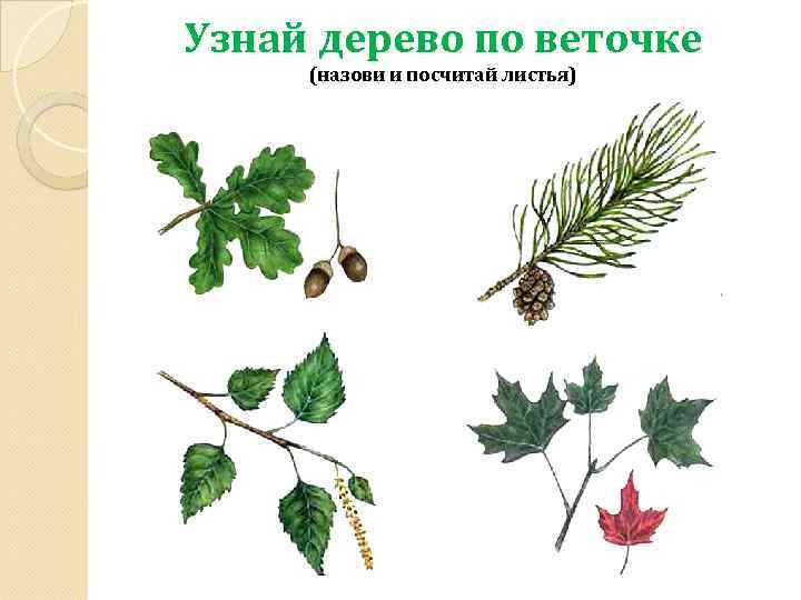 Узнай дерево по веточке (назови и посчитай листья) 