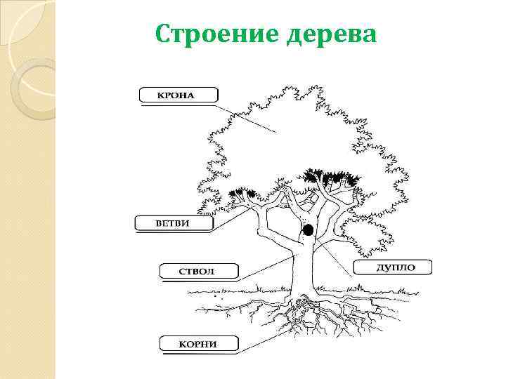 Строение дерева 