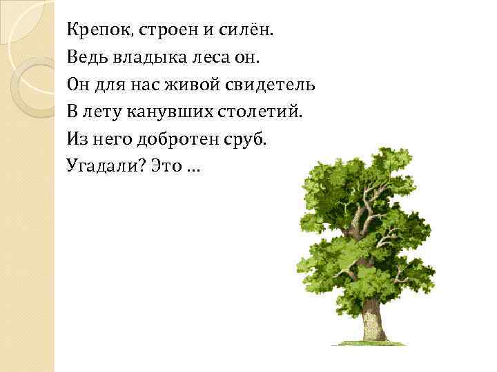 Крепок, строен и силён. Ведь владыка леса он. Он для нас живой свидетель В