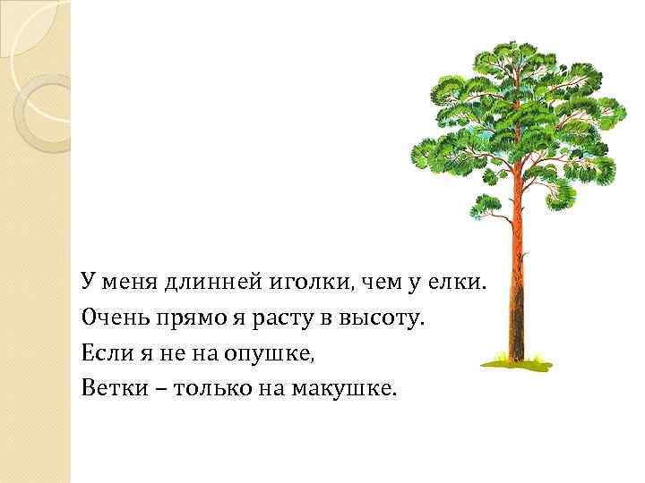 Очень прямо. У меня длинней иголки чем у елки очень прямо я расту в высоту. У меня длинней иголки чем у елки.