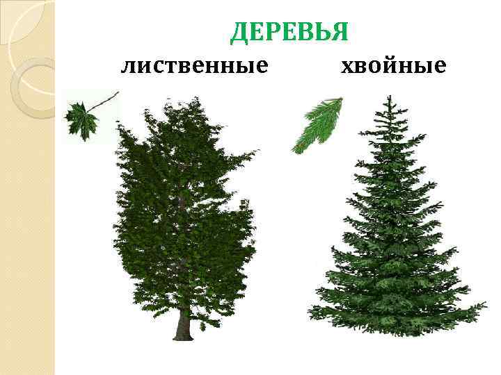 ДЕРЕВЬЯ лиственные хвойные 
