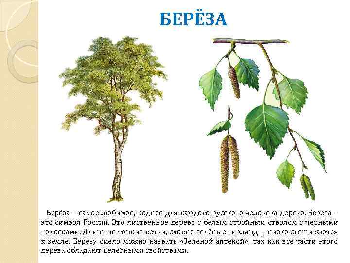 БЕРЁЗА Берёза – самое любимое, родное для каждого русского человека дерево. Береза – это