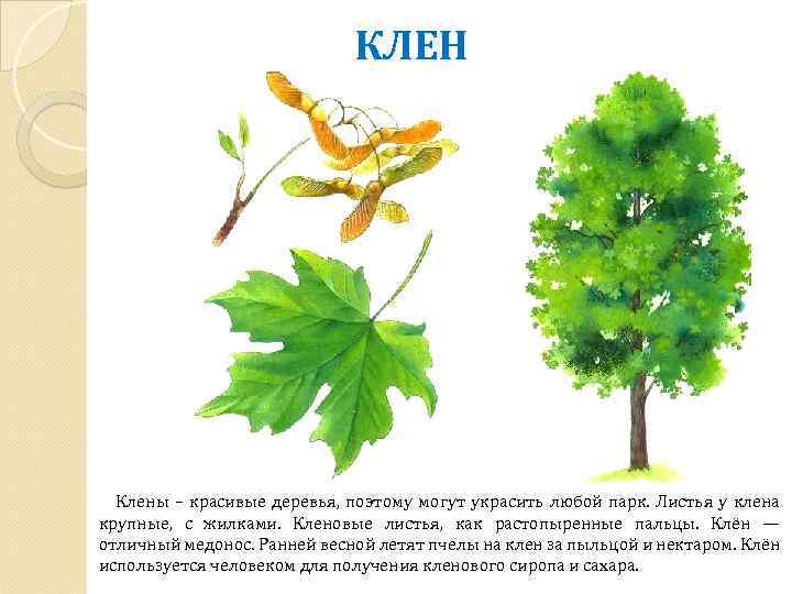 КЛЕН Клены – красивые деревья, поэтому могут украсить любой парк. Листья у клена крупные,