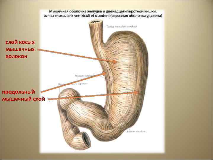 слой косых мышечных волокон продольный мышечный слой 