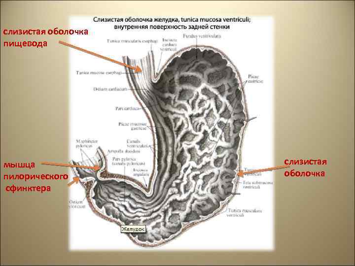 слизистая оболочка пищевода мышца пилорического сфинктера слизистая оболочка 