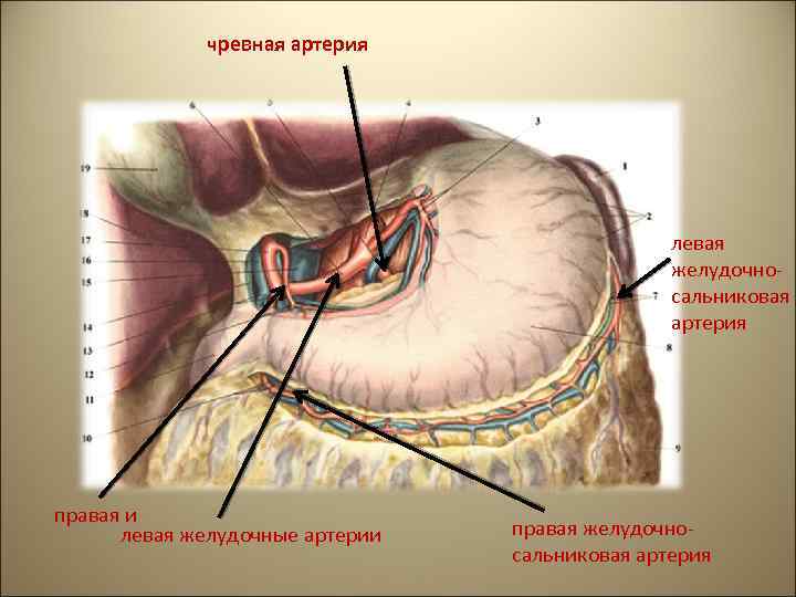 чревная артерия левая желудочносальниковая артерия правая и левая желудочные артерии правая желудочносальниковая артерия 