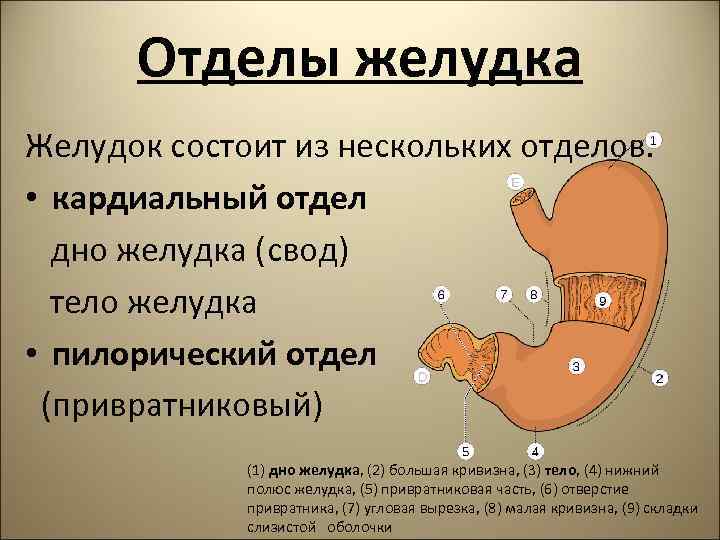 Отделы желудка Желудок состоит из нескольких отделов: • кардиальный отдел дно желудка (свод) тело
