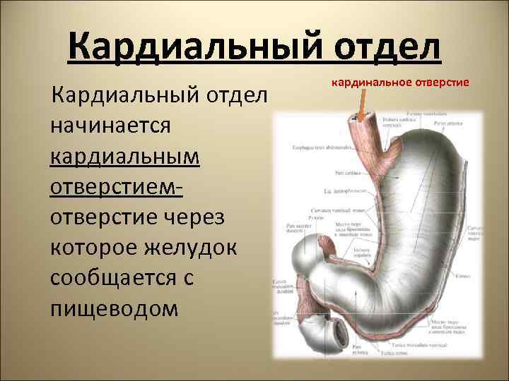 Кардиальный отдел начинается кардиальным отверстием- отверстие через которое желудок сообщается с пищеводом кардинальное отверстие