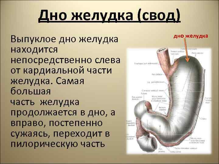 Дно желудка (свод) Выпуклое дно желудка находится непосредственно слева от кардиальной части желудка. Самая