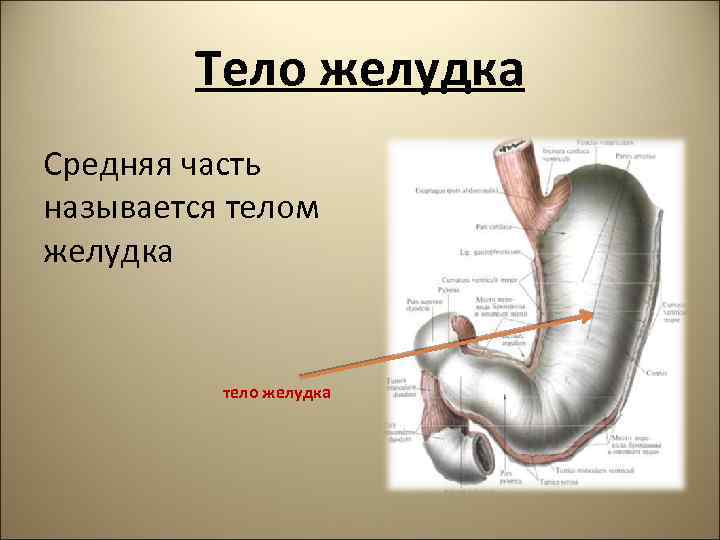 Тело желудка Средняя часть называется телом желудка тело желудка 