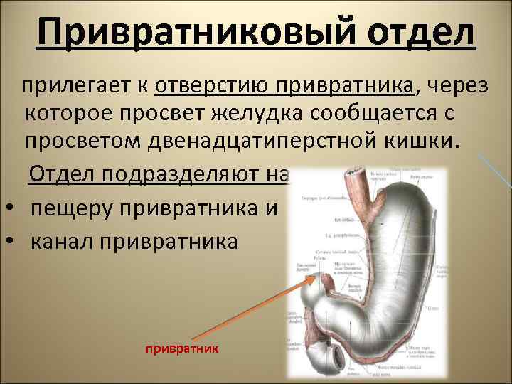 Привратниковый отдел прилегает к отверстию привратника, через которое просвет желудка сообщается с просветом двенадцатиперстной