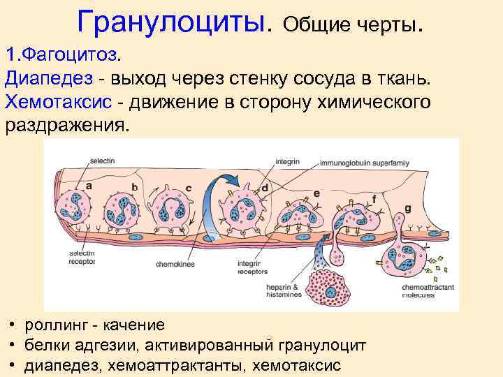 Клетки каких организмов способны к фагоцитозу