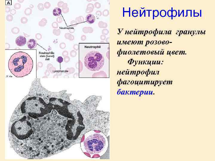 Нейтрофилы У нейтрофила гранулы имеют розовофиолетовый цвет. Функции: нейтрофил фагоцитирует бактерии. 