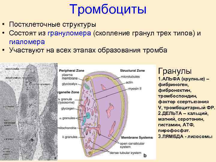 Тромбоциты • Постклеточные структуры • Состоят из грануломера (скопление гранул трех типов) и гиаломера