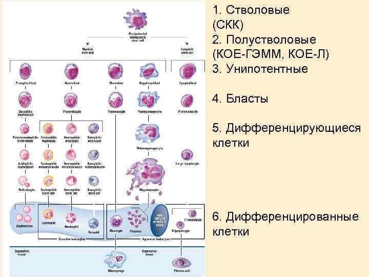 1. Стволовые (СКК) 2. Полустволовые (КОЕ-ГЭММ, КОЕ-Л) 3. Унипотентные 4. Бласты 5. Дифференцирующиеся клетки