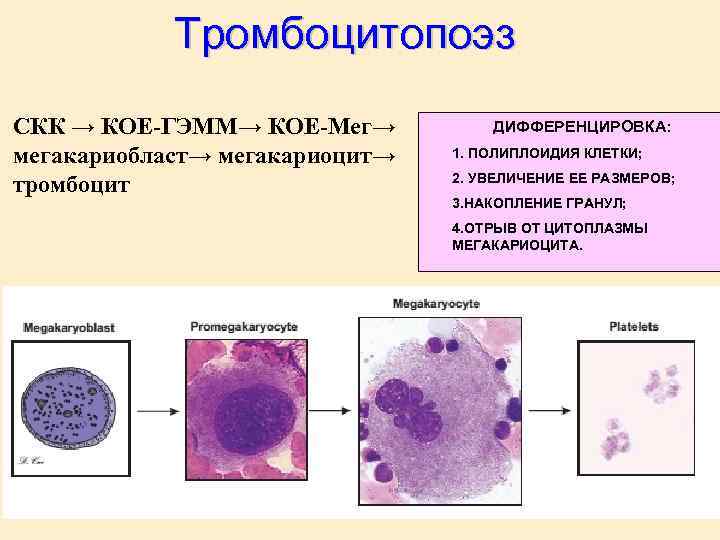 Тромбоцитопоэз СКК → КОЕ-ГЭММ→ КОЕ-Мег→ мегакариобласт→ мегакариоцит→ тромбоцит ДИФФЕРЕНЦИРОВКА: 1. ПОЛИПЛОИДИЯ КЛЕТКИ; 2. УВЕЛИЧЕНИЕ