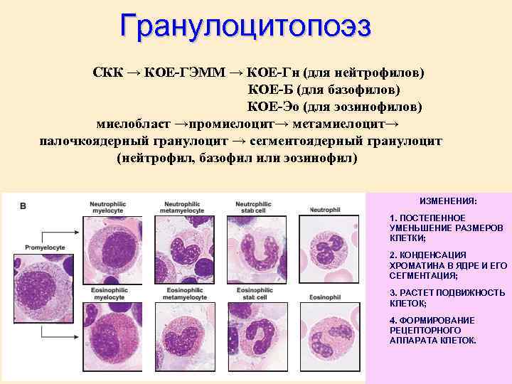 Схема созревания нейтрофилов