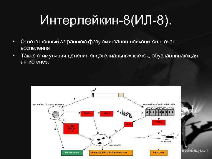 Интерлейкин-8(ИЛ-8). • • Ответственный за раннюю фазу эмиграции лейкоцитов в очаг воспаления Также стимуляция