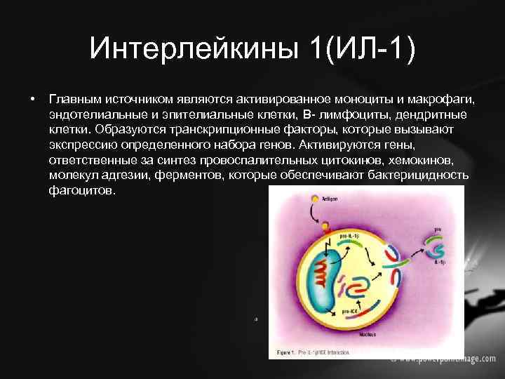 Интерлейкины 1(ИЛ-1) • Главным источником являются активированное моноциты и макрофаги, эндотелиальные и эпителиальные клетки,